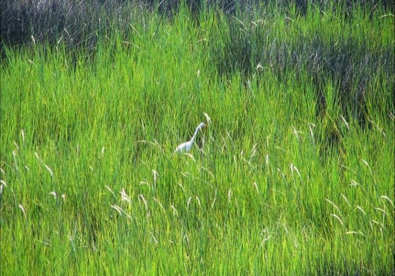 hellareweBird